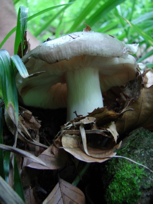 russula? Foresta nera..